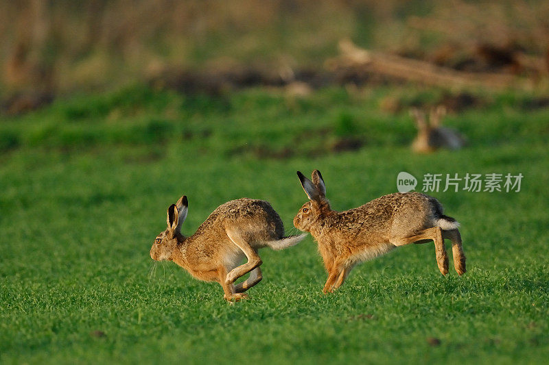 野兔(欧洲Lepus europaeus)